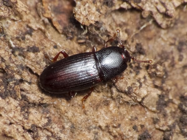 Cerylon histeroides (Fabricius, 1792)